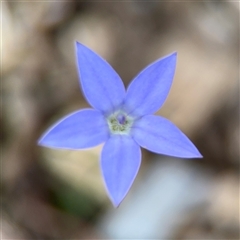 Wahlenbergia capillaris (Tufted Bluebell) at Curtin, ACT - 25 Oct 2024 by Hejor1