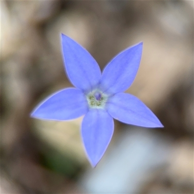 Wahlenbergia sp. at Curtin, ACT - 25 Oct 2024 by Hejor1