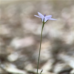 Wahlenbergia capillaris at Curtin, ACT - 25 Oct 2024 03:06 PM