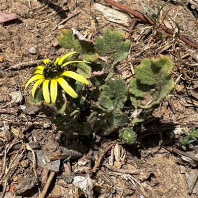 Arctotheca calendula (Capeweed, Cape Dandelion) at Curtin, ACT - 25 Oct 2024 by Hejor1