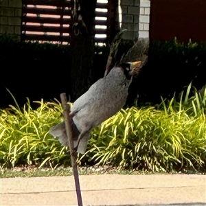 Manorina melanocephala at Curtin, ACT - 25 Oct 2024 11:18 AM