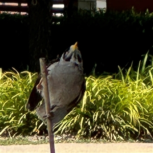 Manorina melanocephala at Curtin, ACT - 25 Oct 2024 11:18 AM