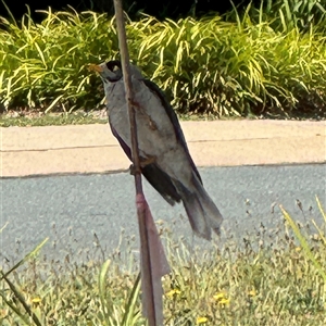 Manorina melanocephala at Curtin, ACT - 25 Oct 2024 11:18 AM