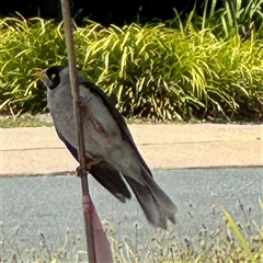 Manorina melanocephala at Curtin, ACT - 25 Oct 2024 11:18 AM