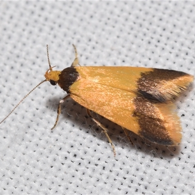 Heteroteucha dichroella by DianneClarke