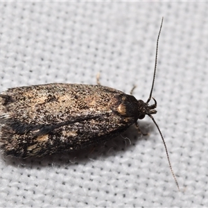 Barea (genus) at Jerrabomberra, NSW - 25 Oct 2024