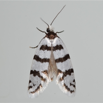 Lepidoscia cataphracta (A Case moth) at Jerrabomberra, NSW - 25 Oct 2024 by DianneClarke