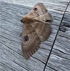 Dasypodia selenophora (Southern old lady moth) at Acton, ACT - 26 Oct 2024 by jenrecreation