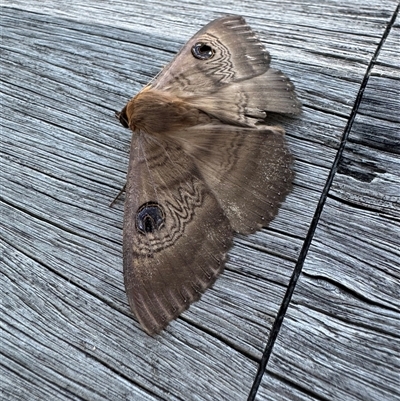 Dasypodia selenophora (Southern old lady moth) at Acton, ACT - 25 Oct 2024 by jenrecreation