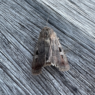 Agrotis infusa (Bogong Moth, Common Cutworm) at Acton, ACT - 25 Oct 2024 by jenrecreation