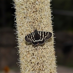 Comocrus behri (Mistletoe Day Moth) at Acton, ACT - 25 Oct 2024 by TimL