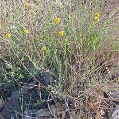 Calotis lappulacea (Yellow Burr Daisy) at Fadden, ACT - 25 Oct 2024 by LPadg