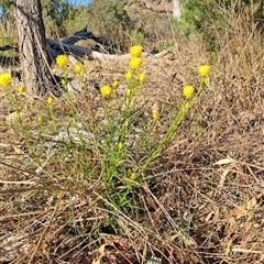 Xerochrysum viscosum (Sticky Everlasting) at Fadden, ACT - 25 Oct 2024 by LPadg