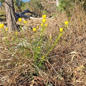 Xerochrysum viscosum at Fadden, ACT - 26 Oct 2024 08:03 AM