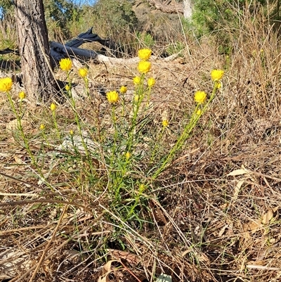 Xerochrysum viscosum (Sticky Everlasting) at Fadden, ACT - 25 Oct 2024 by LPadg