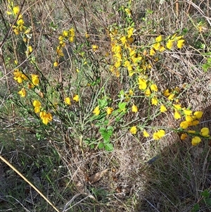 Cytisus scoparius subsp. scoparius at Fadden, ACT - 26 Oct 2024 08:20 AM