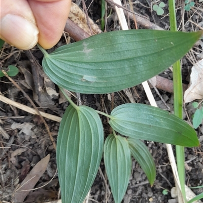 Unidentified Other Wildflower or Herb at Pappinbarra, NSW - 25 Oct 2024 by jonvanbeest