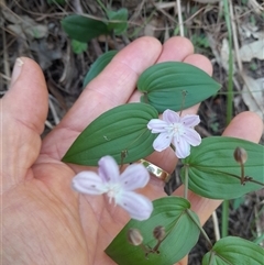 Unidentified at suppressed - 25 Oct 2024