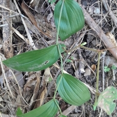 Tripladenia cunninghamii at Pappinbarra, NSW - 25 Oct 2024 03:11 PM