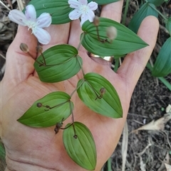 Tripladenia cunninghamii at Pappinbarra, NSW - 25 Oct 2024 03:11 PM