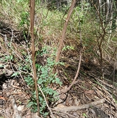 Indigofera australis subsp. australis at Pappinbarra, NSW - 25 Oct 2024 by jonvanbeest