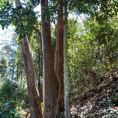 Argyrodendron actinophyllum at Pappinbarra, NSW - 25 Oct 2024 02:14 PM