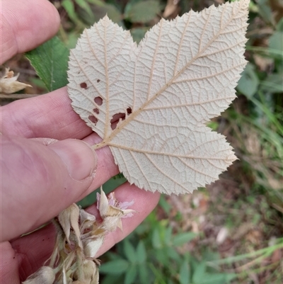 Rubus parvifolius at Pappinbarra, NSW - 24 Oct 2024 by jonvanbeest