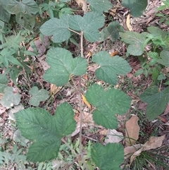 Unverified at suppressed - suppressed