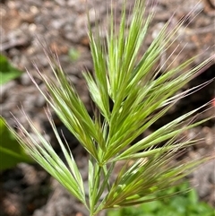 Bromus (genus) (A Brome) at Jerrabomberra, NSW - 25 Oct 2024 by SteveBorkowskis