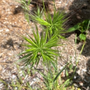 Bromus sp. at Jerrabomberra, NSW - suppressed