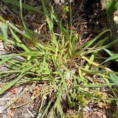 Bromus sp. at Jerrabomberra, NSW - suppressed