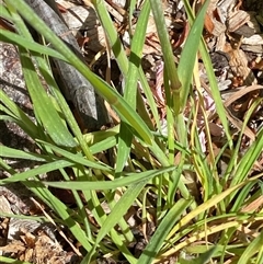 Bromus sp. at Jerrabomberra, NSW - suppressed