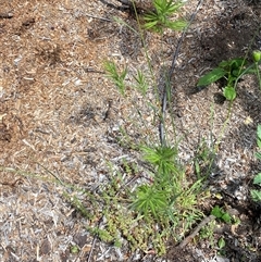 Bromus sp. at Jerrabomberra, NSW - suppressed