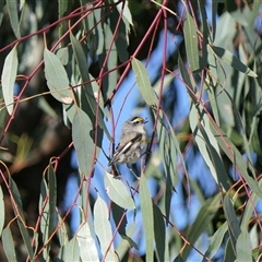 Pardalotus striatus (Striated Pardalote) at Chesney Vale, VIC - 26 Oct 2024 by DMeco