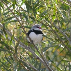 Stagonopleura guttata (Diamond Firetail) at Chesney Vale, VIC - 25 Oct 2024 by DMeco