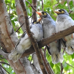 Manorina melanocephala (Noisy Miner) at Avoca, QLD - 22 Sep 2024 by Gaylesp8