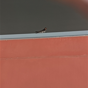 Hirundo neoxena at Kepnock, QLD - 25 Oct 2024