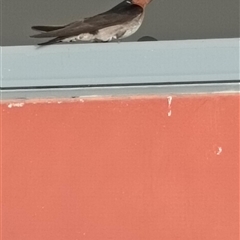 Hirundo neoxena at Kepnock, QLD - 25 Oct 2024