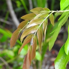 Tipulidae or Limoniidae (family) at Howard, QLD - 14 Sep 2024 by Gaylesp8