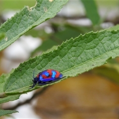 Tectocoris diophthalmus (Cotton harlequin bug) at Howard, QLD - 14 Sep 2024 by Gaylesp8