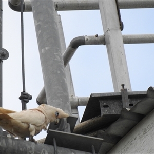 Cacatua sanguinea at Howard, QLD - 14 Sep 2024