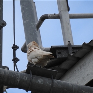 Cacatua sanguinea at Howard, QLD - 14 Sep 2024