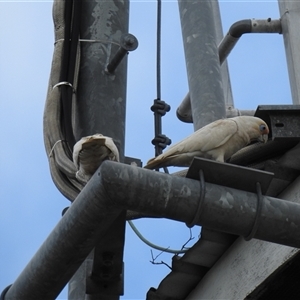 Cacatua sanguinea at Howard, QLD - 14 Sep 2024