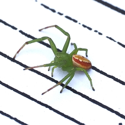 Australomisidia rosea (Rosy Flower Spider) at Tharwa, ACT - 19 Oct 2024 by RAllen