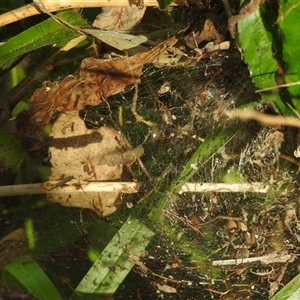 Dendrolycosa icadia (Tree water spider) at Howard, QLD by Gaylesp8