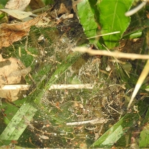 Dendrolycosa icadia at Howard, QLD - 14 Sep 2024 03:19 PM