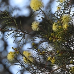 Unidentified Plant at Howard, QLD - 14 Sep 2024 by Gaylesp8