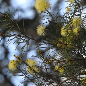 Acacia quadrilateralis at Howard, QLD - 14 Sep 2024