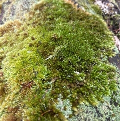 Unverified Moss, Liverwort or Hornwort at Lorne, NSW - 26 Oct 2024 by Butlinz