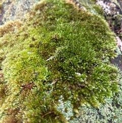 Unidentified Moss, Liverwort or Hornwort at Lorne, NSW - 26 Oct 2024 by Butlinz